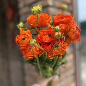 Mao Lương Cánh Xoăn Cam