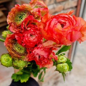 Mao Lương Cánh Xoăn Cam San Hô