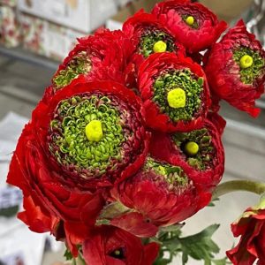 Mao Lương Cánh Xoăn Đỏ