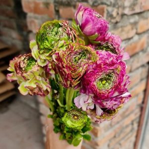 Mao Lương Cánh Xoăn Tím