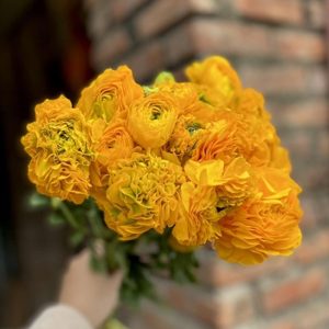 Mao Lương Cánh Xoăn Vàng