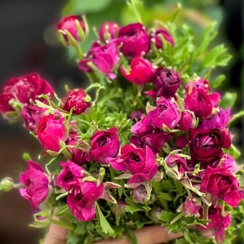 Mao Lương Đỏ Rượu