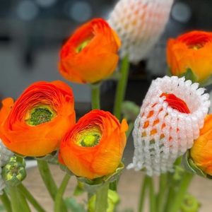 Mao lương Nhập Khẩu Cam