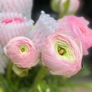 Mao Lương Nhập Khẩu Hồng