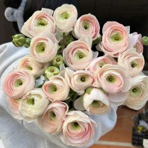 Mao Lương Nhập Khẩu Kem