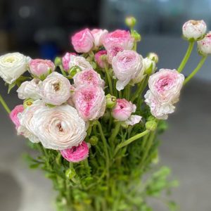 Mao Lương Trắng Viền Tím A