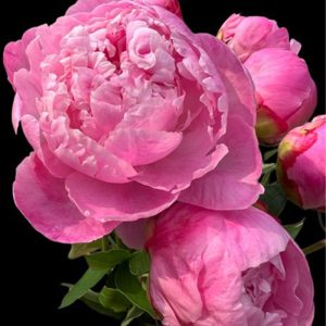 Mẫu đơn Hồng Đậm