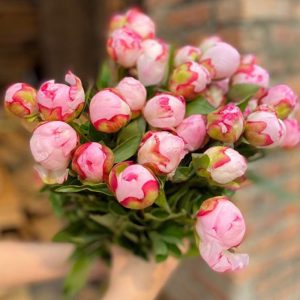 Mẫu đơn Hồng Nhạt