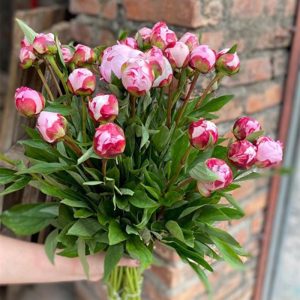 Mẫu đơn Hồng Sarah