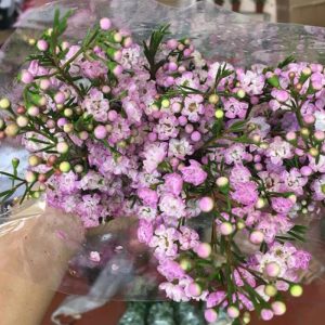 Thanh Liễu Kép Hồng A