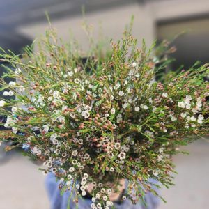 Thanh Liễu Trắng