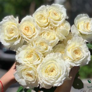 Thanh Tước Patience Rose