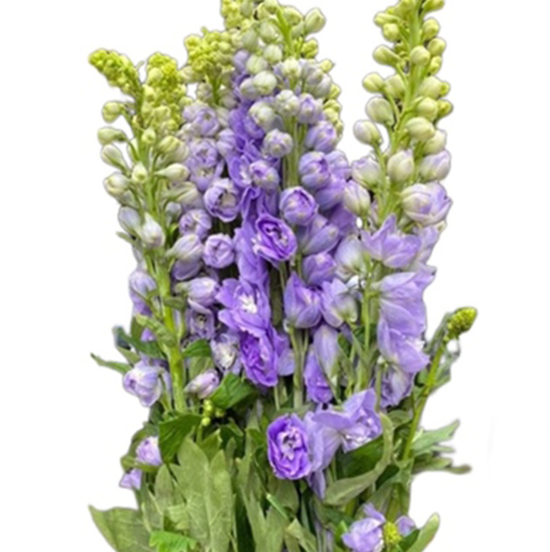 Delphin - Côn Minh - Tím nhạt