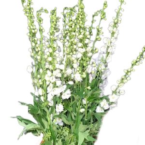 Delphin - Côn Minh - Trắng A