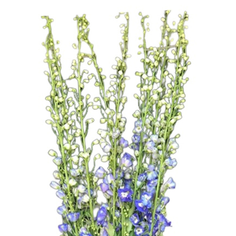 Delphin - Côn Minh - Xanh Đậm A