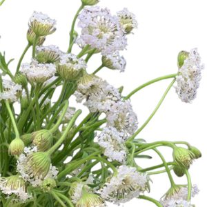 Thúy Châu Hồng A