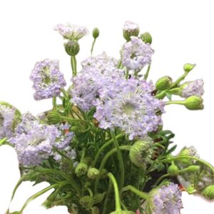 Thúy Châu - Côn Minh - Tím A