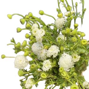 Thúy Châu - Côn Minh - Trắng A