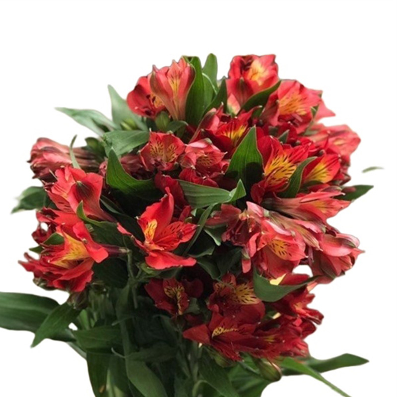 Thủy Tiên - Đà Lạt - Đỏ