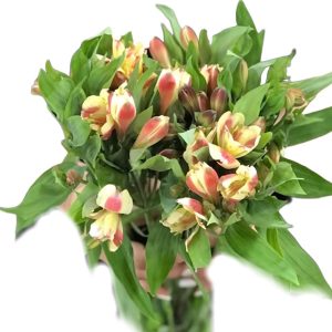 Thủy Tiên - Đà Lạt - Kem