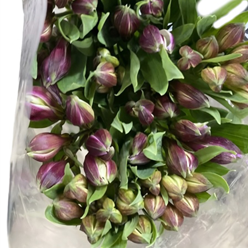 Thủy Tiên - Đà Lạt - Tím