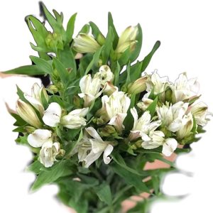 Thủy Tiên - Đà Lạt - Trắng