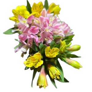 Thủy Tiên - Đà Lạt - Vàng