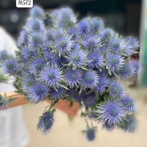 Eryngium Supernova - Hà Lan - Nhím To Hà Lan 365