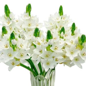 Thiên Nga Mắt Ngọc