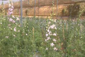 Thanh Tước Farm thử nghiệm nhiều loại hoa mới